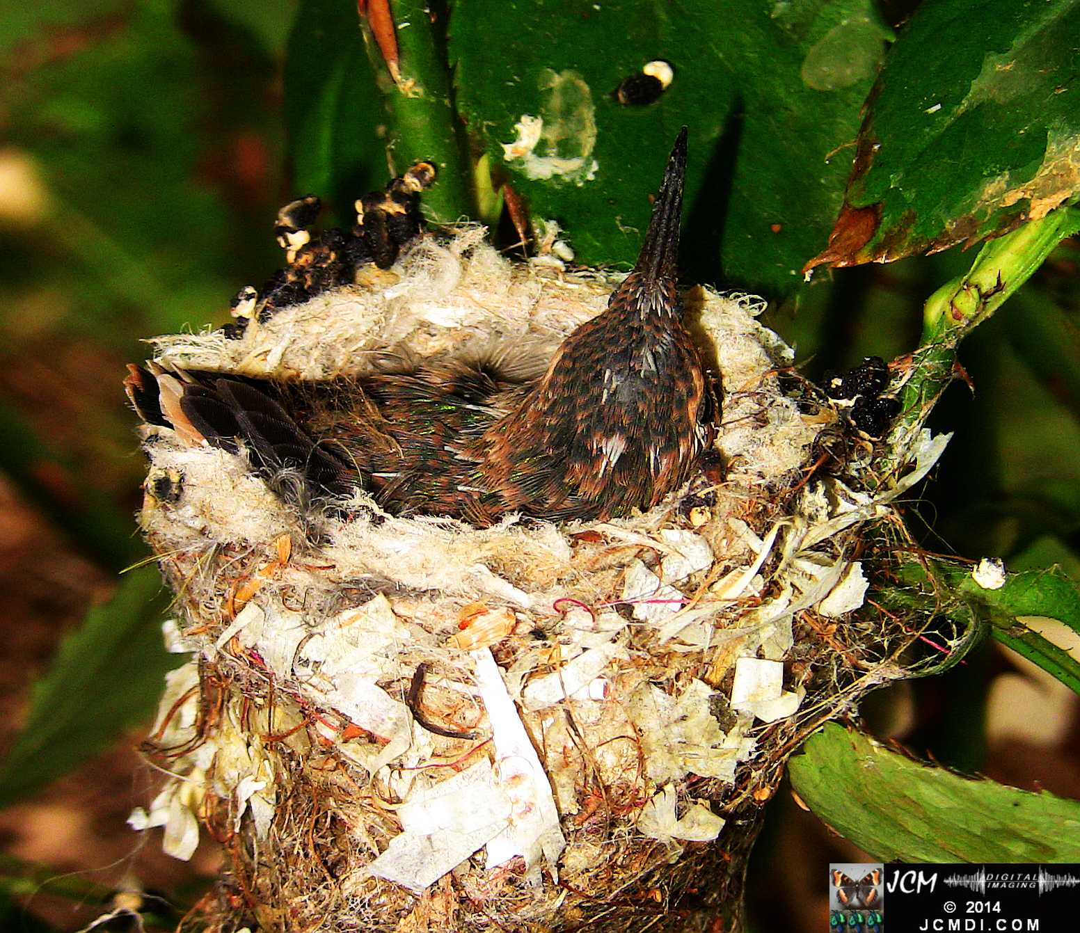 Allens Hummingbird chick and nest image 3-26-2014